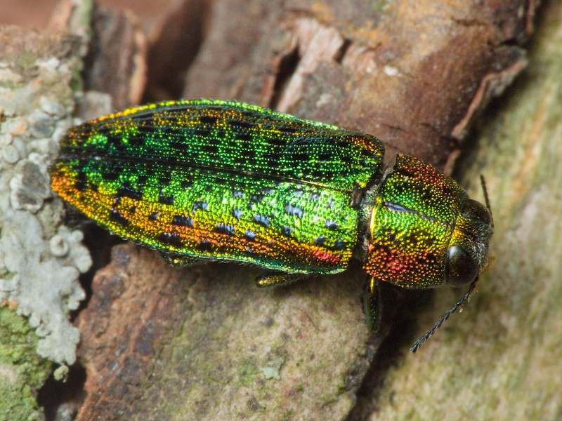 Buprestidae Leach, 1815